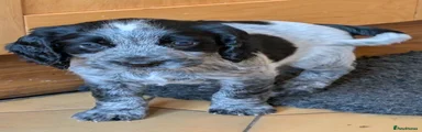 Sprocker Puppy 4