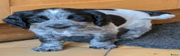 Sprocker dogs for sale: Stunning litter of sprockers  - Advert 15