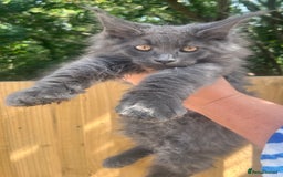 Maine Coon cats for sale: STUNNING MAINE COON SMOKE (tica activereg ) - Image 15