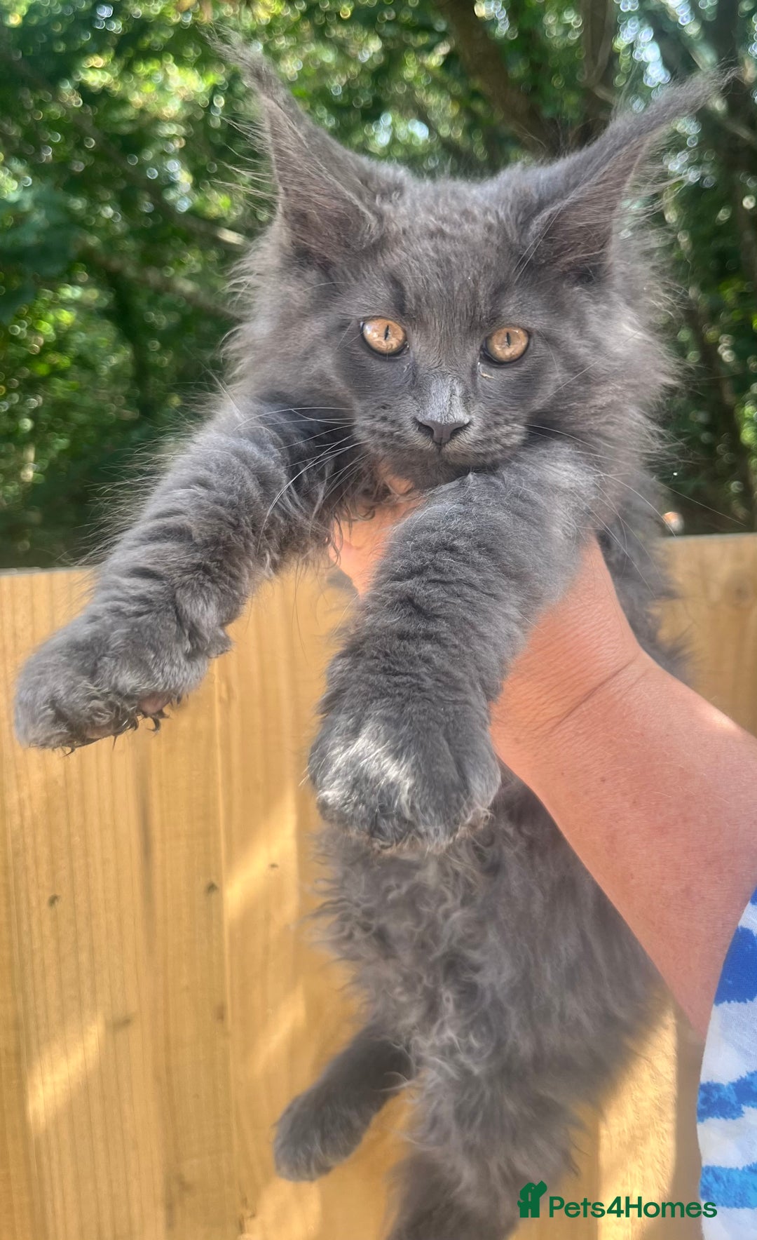 Maine Coon cats for sale: STUNNING MAINE COON SMOKE (tica activereg ) - Image 15