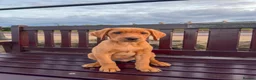 Labrador Retriever dogs for sale: Red fox Labrador  - Advert 2