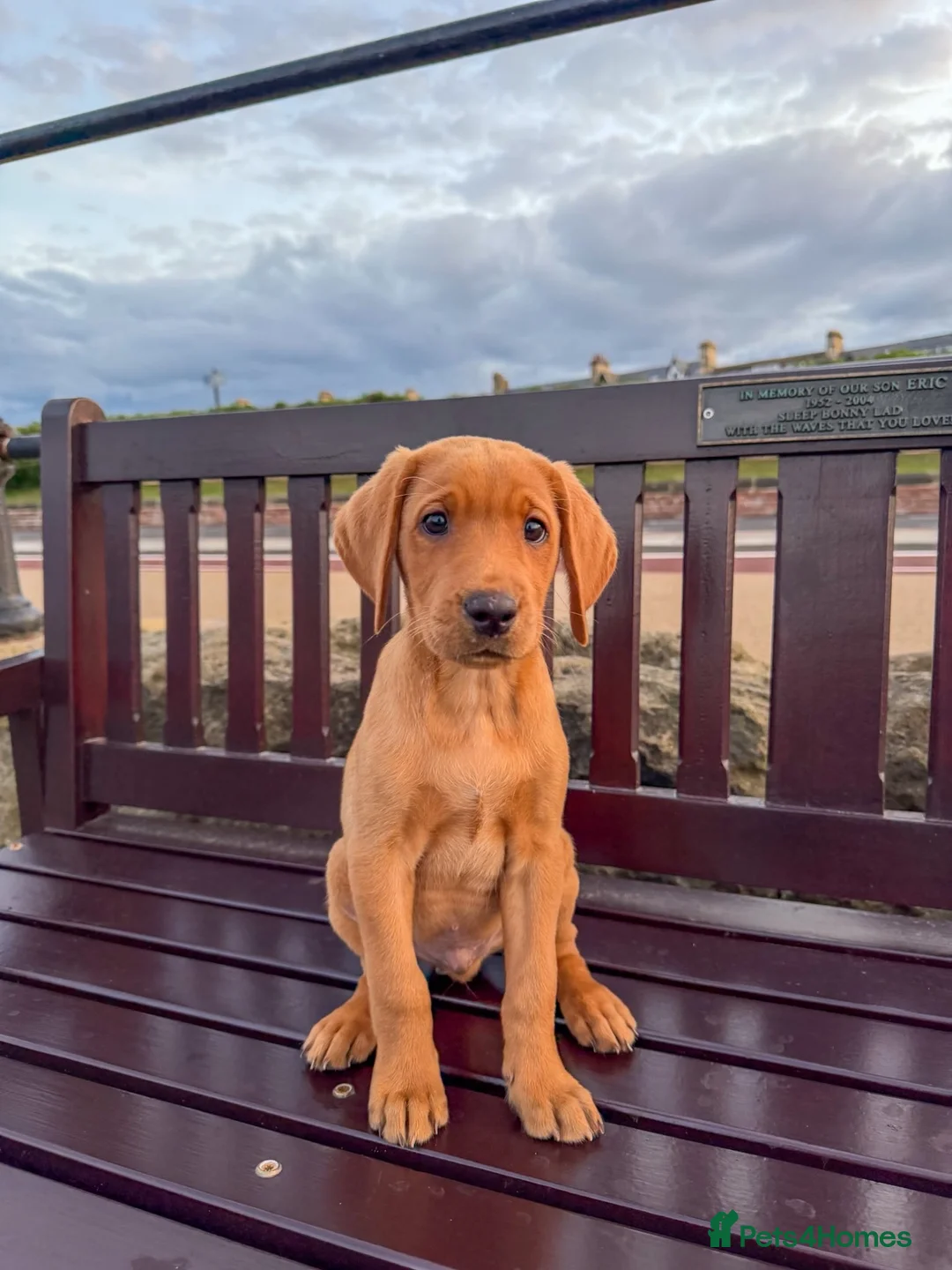 Labrador Retriever dogs for sale: Red fox Labrador  - Advert 2