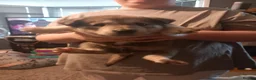 Huskita dogs for sale: Husky akita puppies  - Advert 9