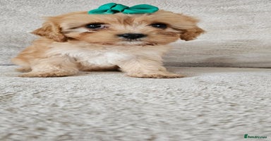 Cavapoo dogs - Advert 6