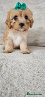 Cavapoo dogs - Advert 13