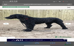 Mixed Breed dogs for sale: f1 St Berdoodle Pups - Image 9