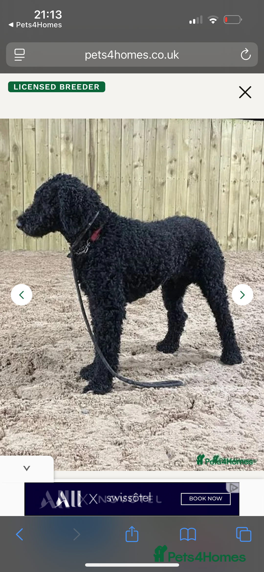 Mixed Breed dogs for sale: f1 St Berdoodle Pups - Image 9