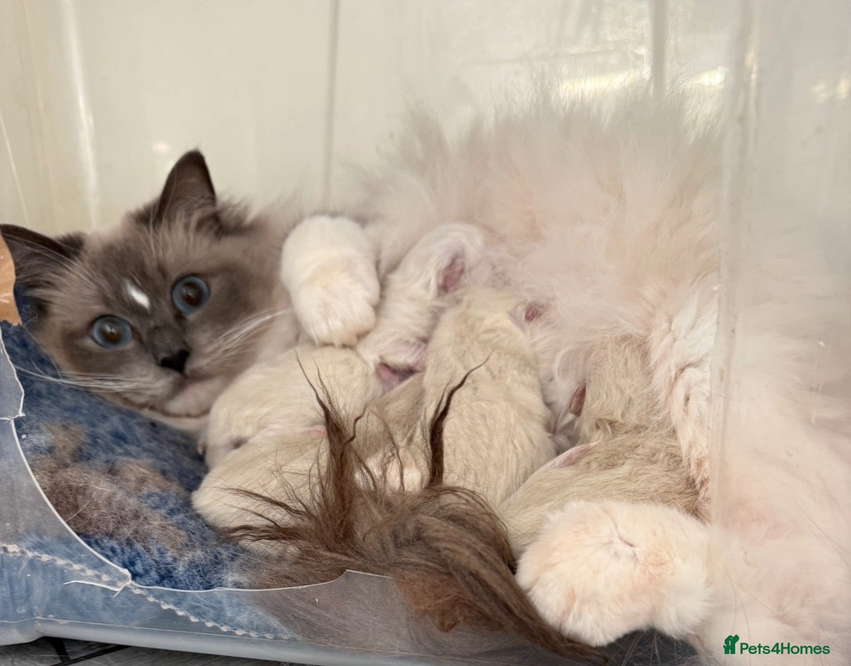 Ragdoll cats Stunning fully vaccinated ragdoll kittens - Advert 2