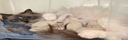 Ragdoll cats for sale: Stunning fully vaccinated ragdoll kittens - Advert 2
