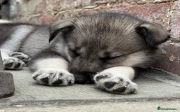 Siberian Husky dogs for sale: Kc Registered Agouti Male Puppy - Image 8
