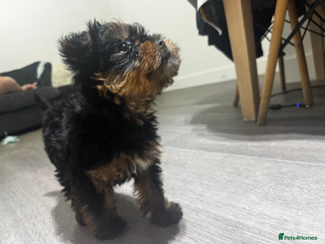 Yorkshire Terrier dogs for sale: 🐾 Adorable Yorkshire Terrier Puppy 🐶 - Advert 2