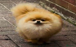 Pomeranian dogs for stud: XXS MICRO Size Champion lines Orange Pomeranian - Image 2