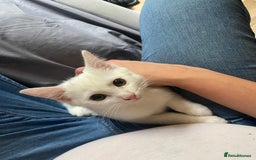 Turkish Angora cats for sale: 🐾 Meet Our Sweet 7-Month-Old White Kitty! 🐾 - Advert 2