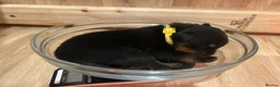 Rottweiler dogs for sale: KC registered Rottweiler puppies  in Warrington - Advert 3
