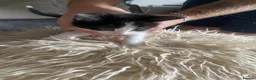 Mixed Breed cats for sale: Kittens for sale £100  in Sowerby Bridge - Advert 10