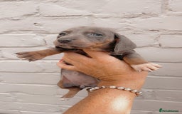 Dachshund dogs for sale: Dachshund puppies sausage dogs  - Image 3