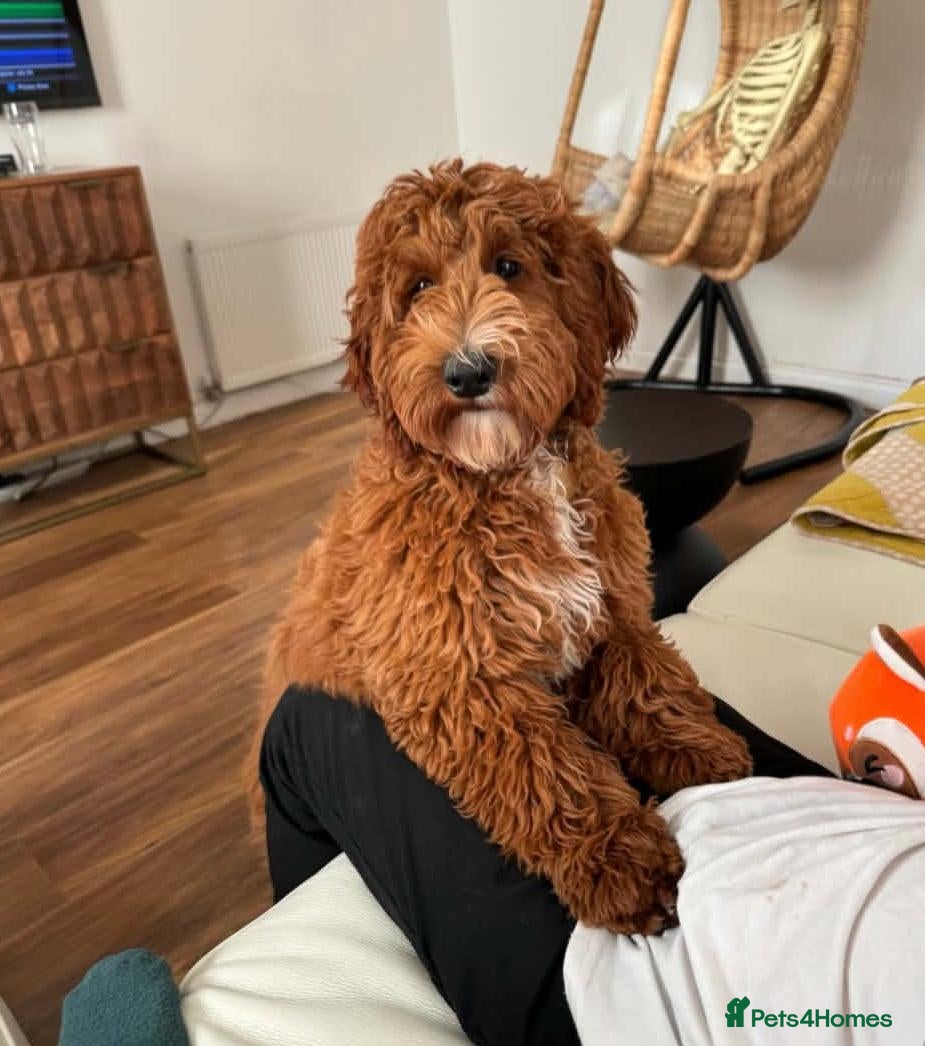 Australian Labradoodle dogs  AUSTRALIAN LABRADOODLE  – WAITING LIST NOW OPEN! - Advert 1