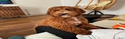 Australian Labradoodle dogs for sale:  AUSTRALIAN LABRADOODLE  – WAITING LIST NOW OPEN! - Advert 1