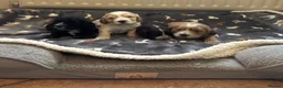 Cockapoo dogs for sale: Stunning F1 Cockapoos from H/Tested KC Parents!! - Advert 16