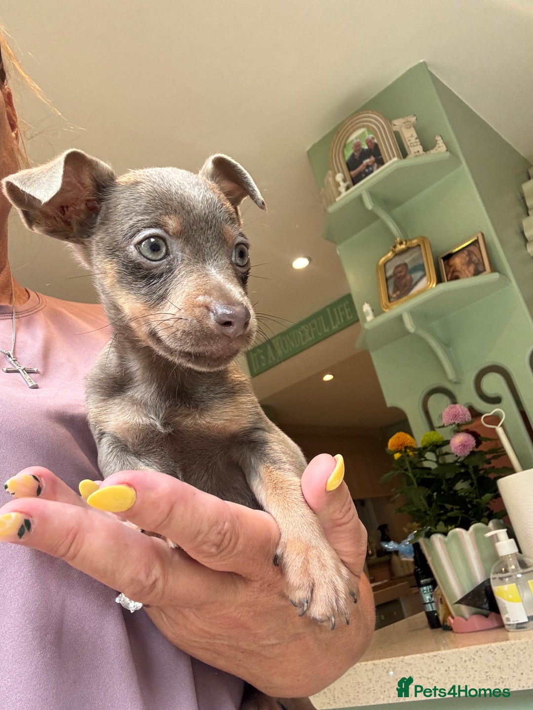 Jack Russell dogs for sale: Jack Russell Puppy 1 - Stunning much Wenlock puppy  - Image 20