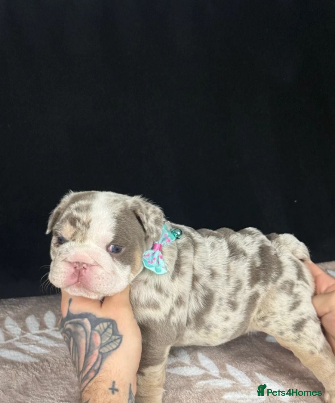 English Bulldog dogs Beautiful Bulldogs looking for Forever Homes - Advert 1
