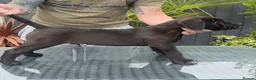 Presa Canario dogs for sale: STUNNING BLACK PRESA CANARIO PUPS  - Advert 8