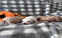 Miniature Poodle dogs for sale: Outstanding litter of mini poodles - Image 4