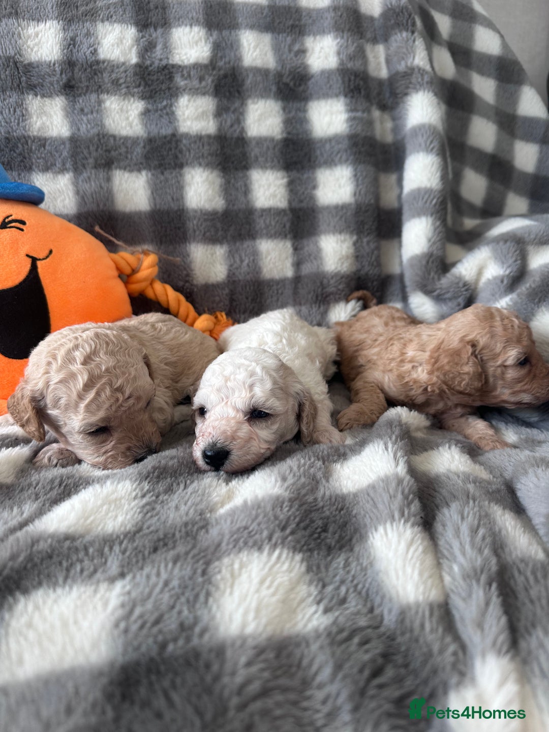 Miniature Poodle dogs for sale: Outstanding litter of mini poodles - Image 4