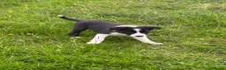 Border Collie dogs for sale: Collie pups wanting there forever home - Advert 8