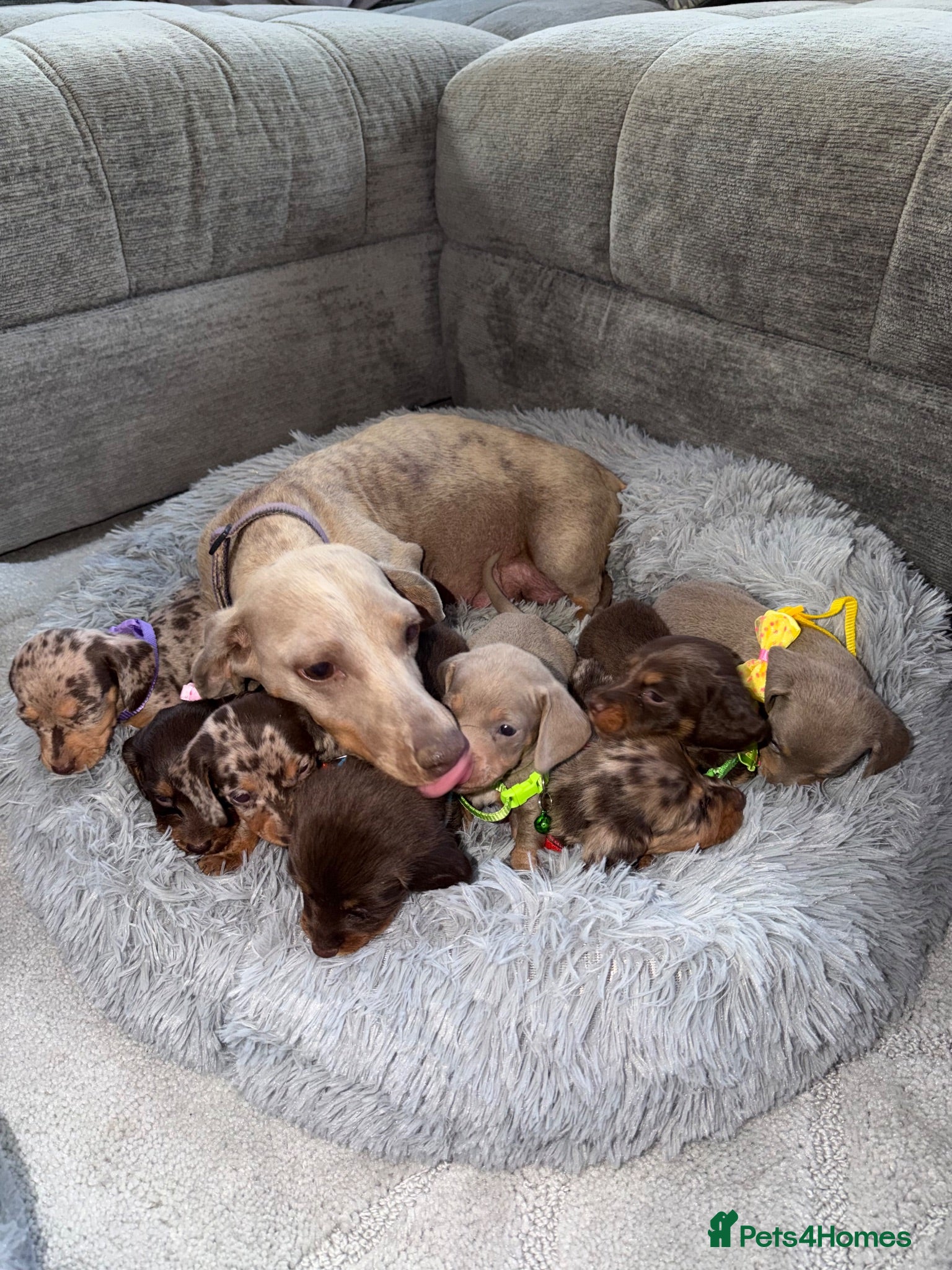 Miniature Dachshund dogs Miniature dachshunds for sale - Advert 1