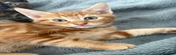 Mixed Breed cats for sale: Adorable Kittens Looking for Loving Homes!  - Advert 26