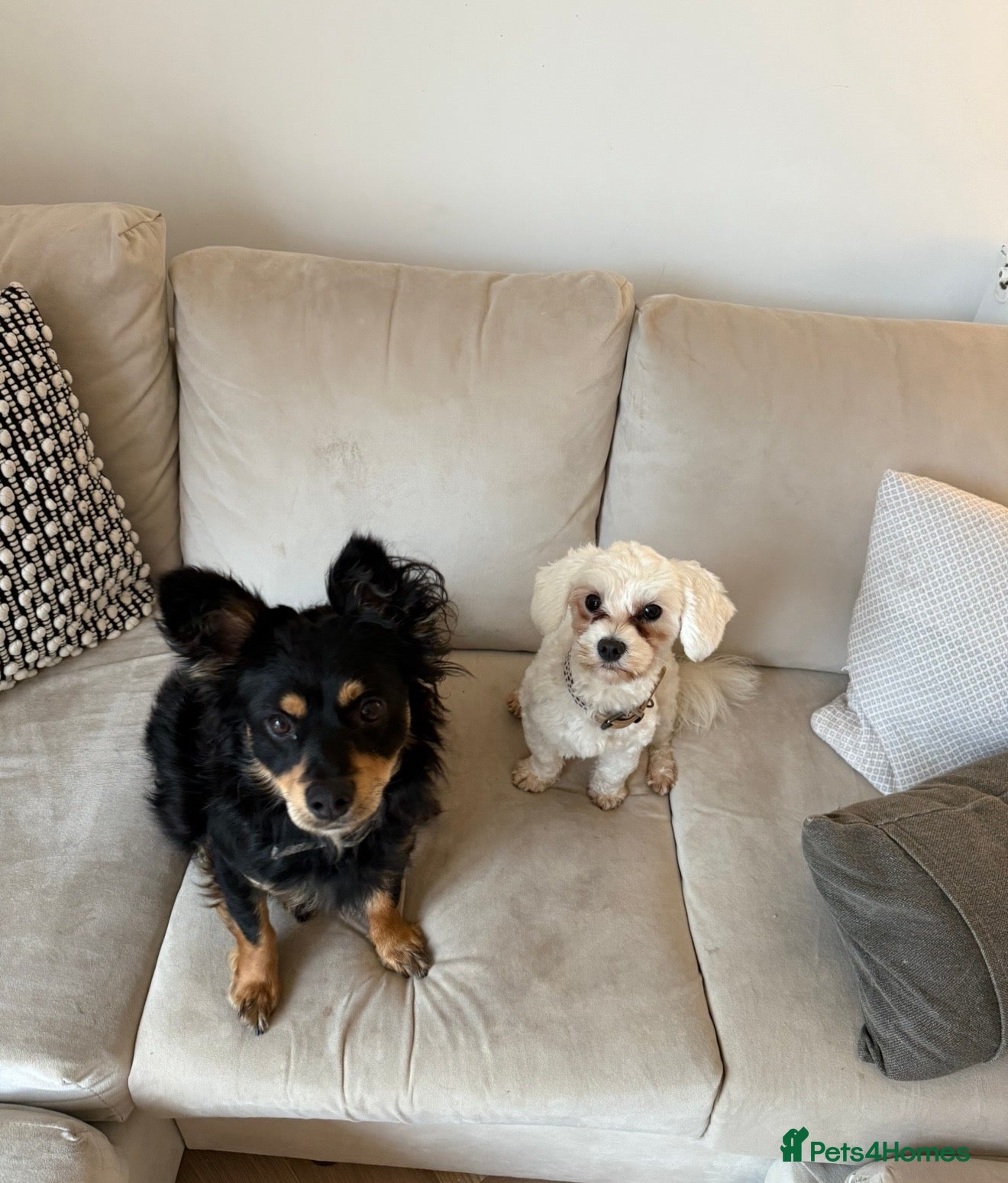 Maltipoo dogs Beautiful bonded pair – Maltese & Havapoo  💕 - Advert 1