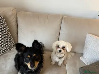 Maltipoo dogs Beautiful bonded pair – Maltese & Havapoo 💕 - Advert 1