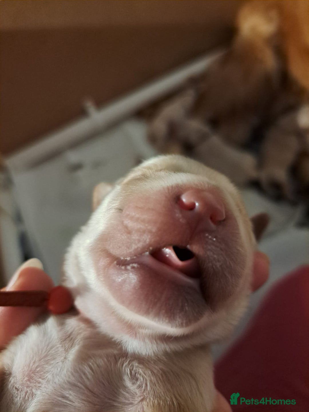 Golden Retriever dogs for sale: European bloodline GR puppies  - Advert 11