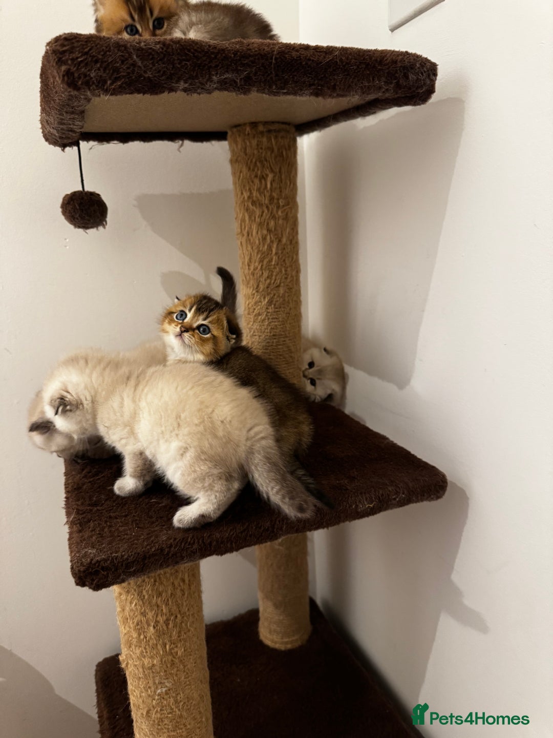 Scottish Fold cats for sale: Purebred Chinchilla Scottish Fold Kittens  🐾 - Advert 36