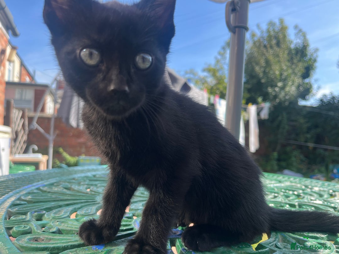 British Shorthair cats for sale: Fully black male kitten green eyes  - Image 6