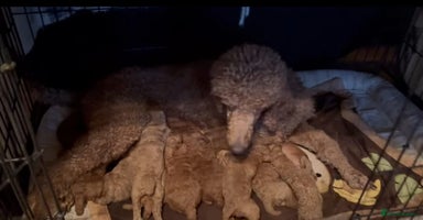 Goldendoodle dogs LAST 2 HUGE PRICE DROP TO RE-HOME ASAP - Advert 14