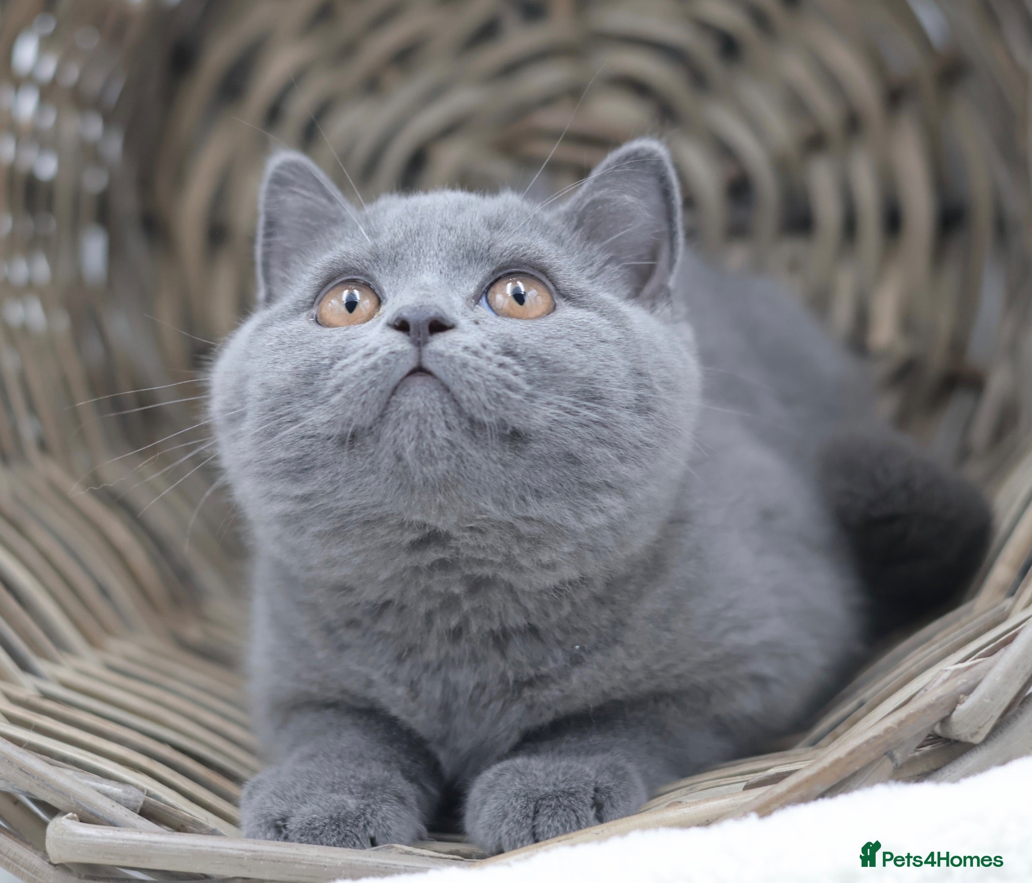 British Shorthair cats READY NOW REGISTERED CHUNKY BRITISH SHORTHAIRS - Advert 2