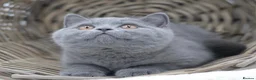 British Shorthair cats for sale: READY NOW REGISTERED CHUNKY BRITISH SHORTHAIRS - Advert 3
