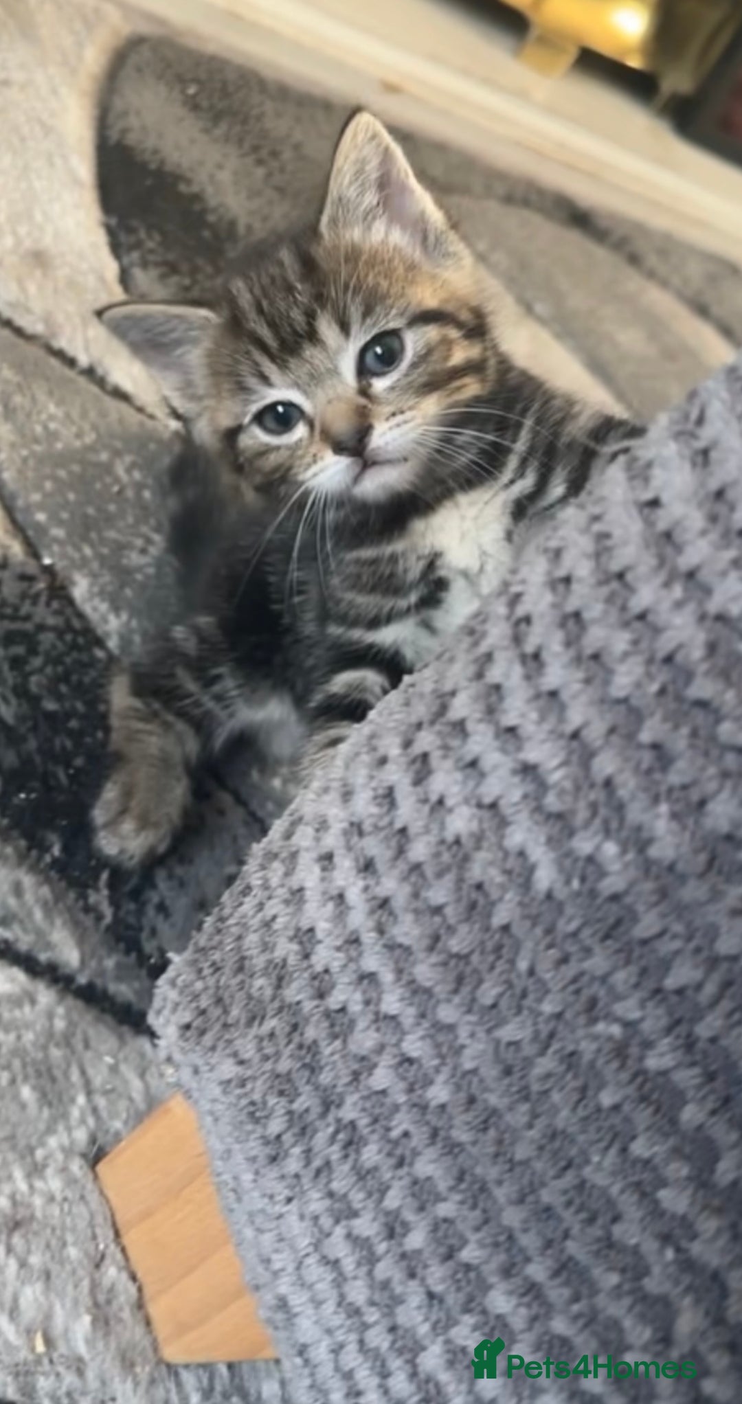 Mixed Breed cats for sale: Beautiful ragdoll x babies  in Ellesmere Port - Image 3