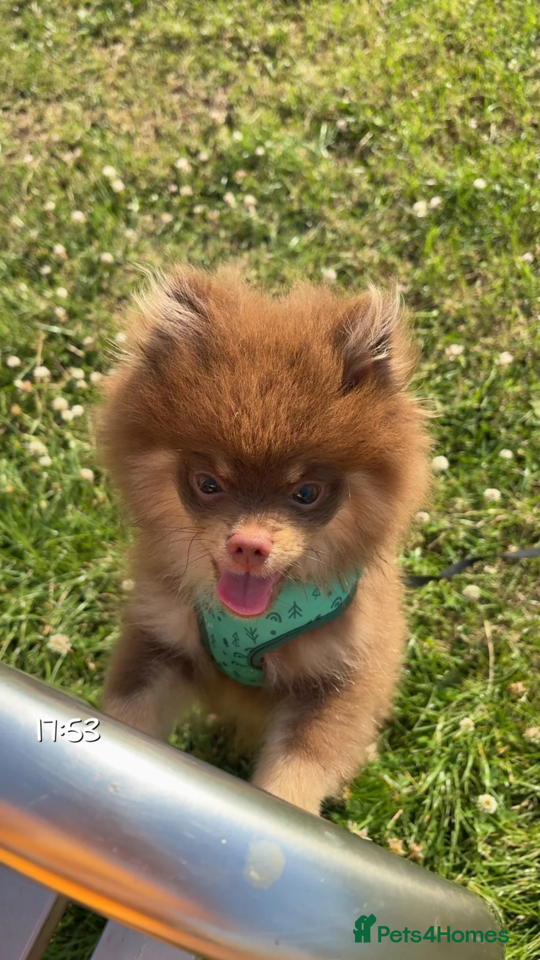 Pomeranian dogs for sale: Pomeranian  - Advert 2