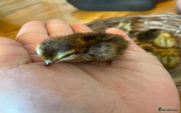 Quail poultry for sale: Beautiful coturnix, CPQ and bobwhite quails - Image 4