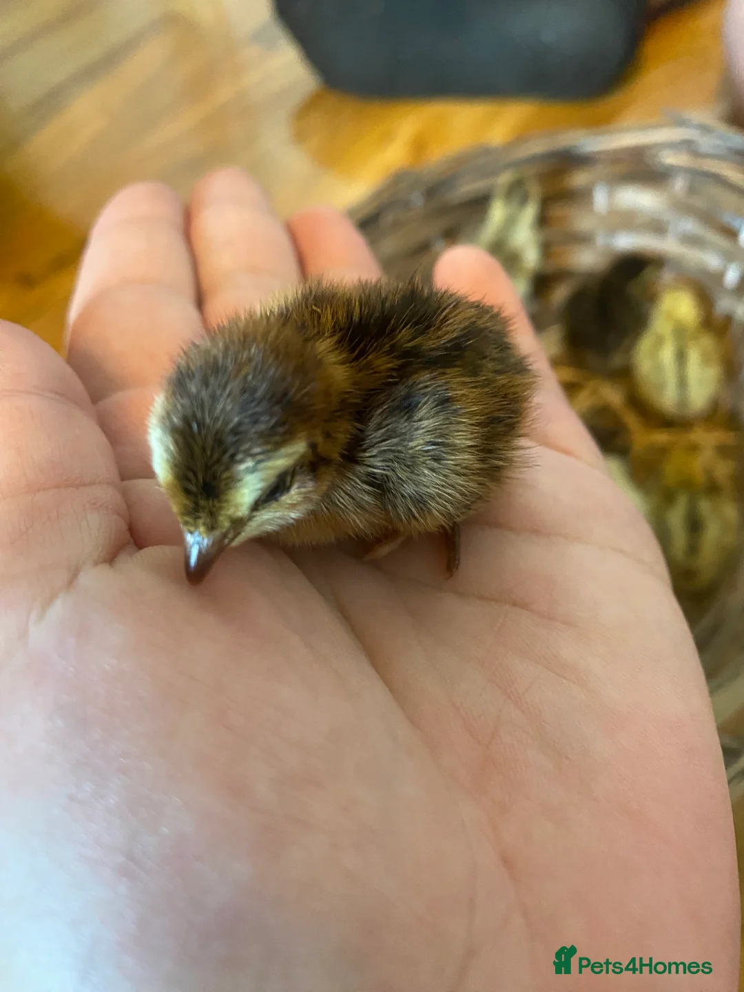 Quail poultry for sale: Coturnix quail see description for prices  - Advert 4