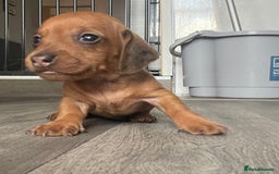 Miniature Dachshund dogs for sale: Smooth haired Miniature dachshunds - Image 7