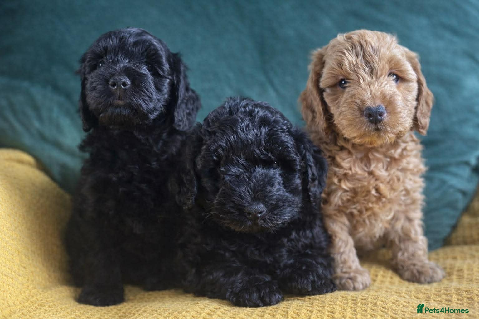 Cockapoo dogs 🐾 Beautiful F3 Cockapoo Puppies 🐾 - Advert 2