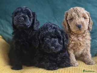 Cockapoo dogs 🐾 Beautiful F3 Cockapoo Puppies 🐾 - Advert 2