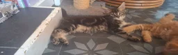 Maine Coon cats for stud: Stud duties - Advert 8