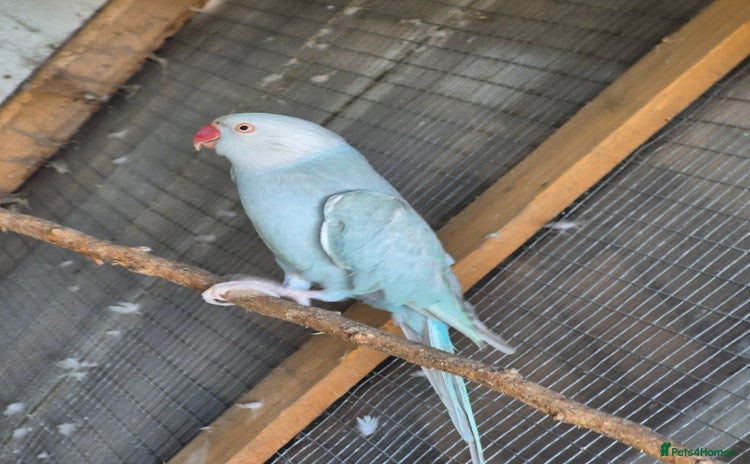 Ringnecks birds - Advert 14