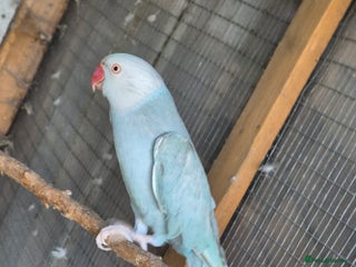 Ringnecks birds - Advert 24