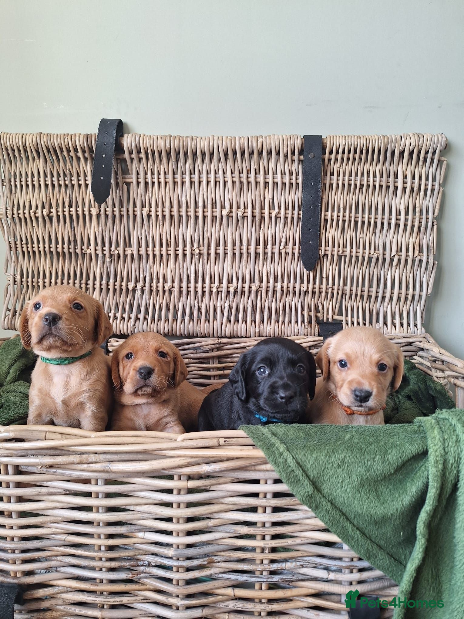 Cockerdor dogs (3 left) 7 Cockerdor puppies 🐶 5⭐️ breeders - Advert 3